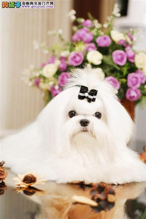 为您的马尔济斯犬起个好名字