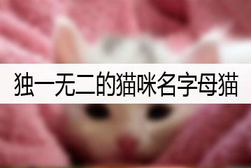 为猫取小说名字