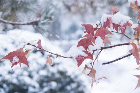 雪的名字