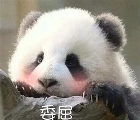 熊猫起名与周易起名的区别