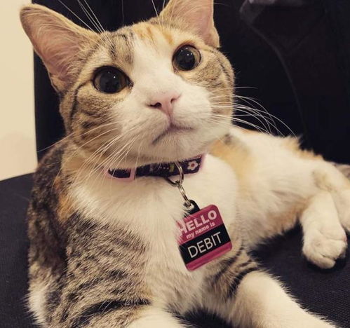 猫咪取招财的名字