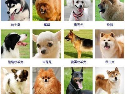 生肖狗起什么名字好
