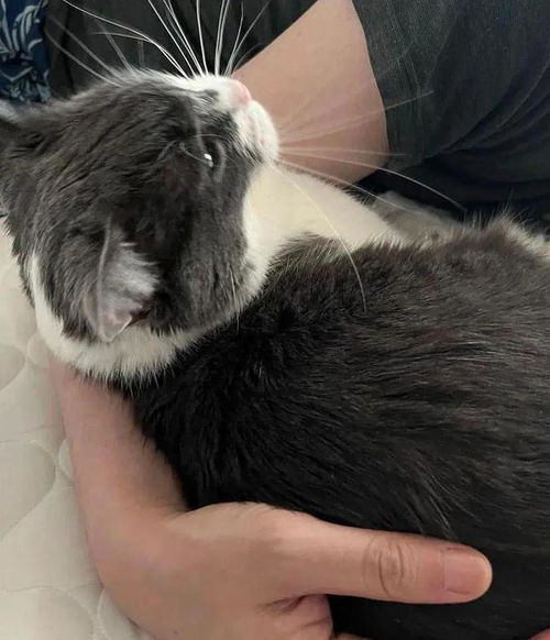 给猫起名叫普京可以吗英文