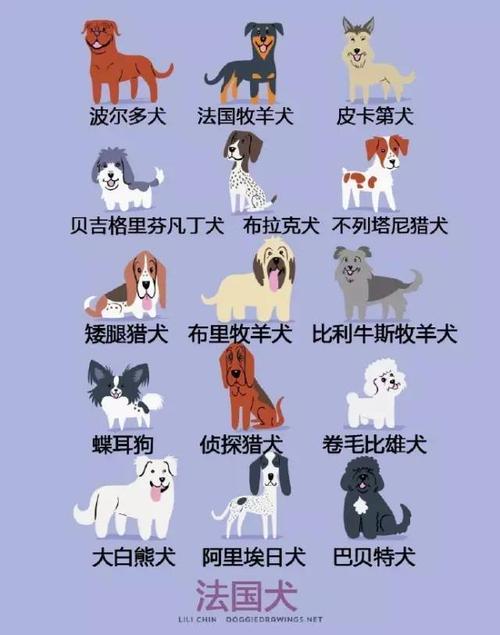 拉布拉多宠物名字大全个性
