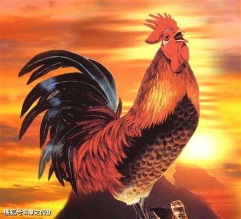 属鸡人公司取名宜用什么字