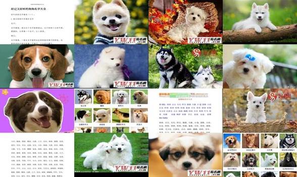小狗起名字叫什么好听可爱黑色