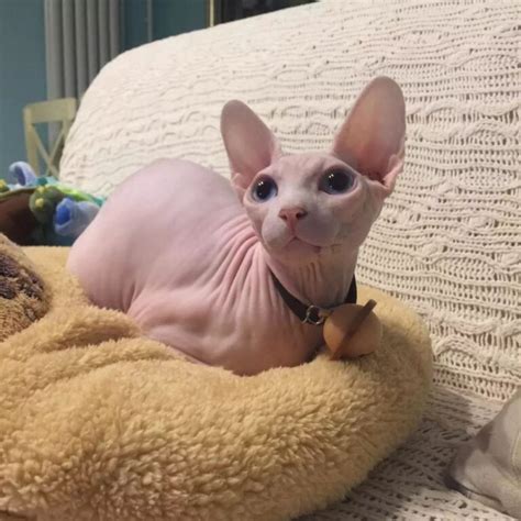 猫猫起名字大全