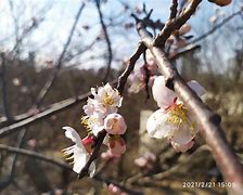 七月的桃花运属相喜事与爱情甜蜜的交响曲