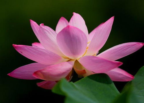 桃花在月令