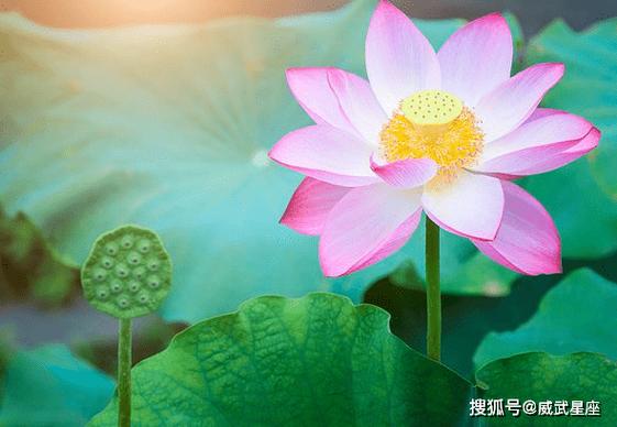 福星照耀，财源滚滚——属相运势与生活美满之道