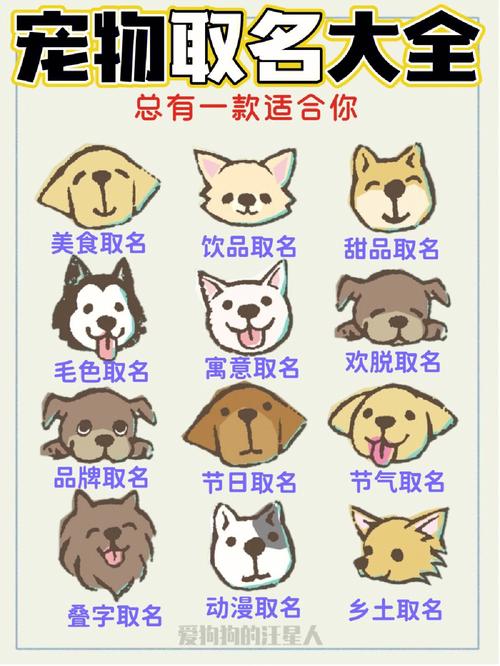 好听的宠物名称起名的文化名字