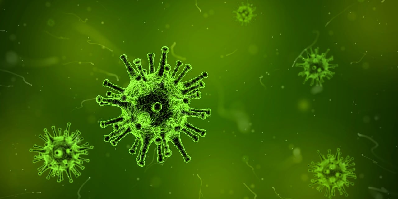 广西新发现，阳朔风筝果——揭示生物多样性奥秘的新篇章