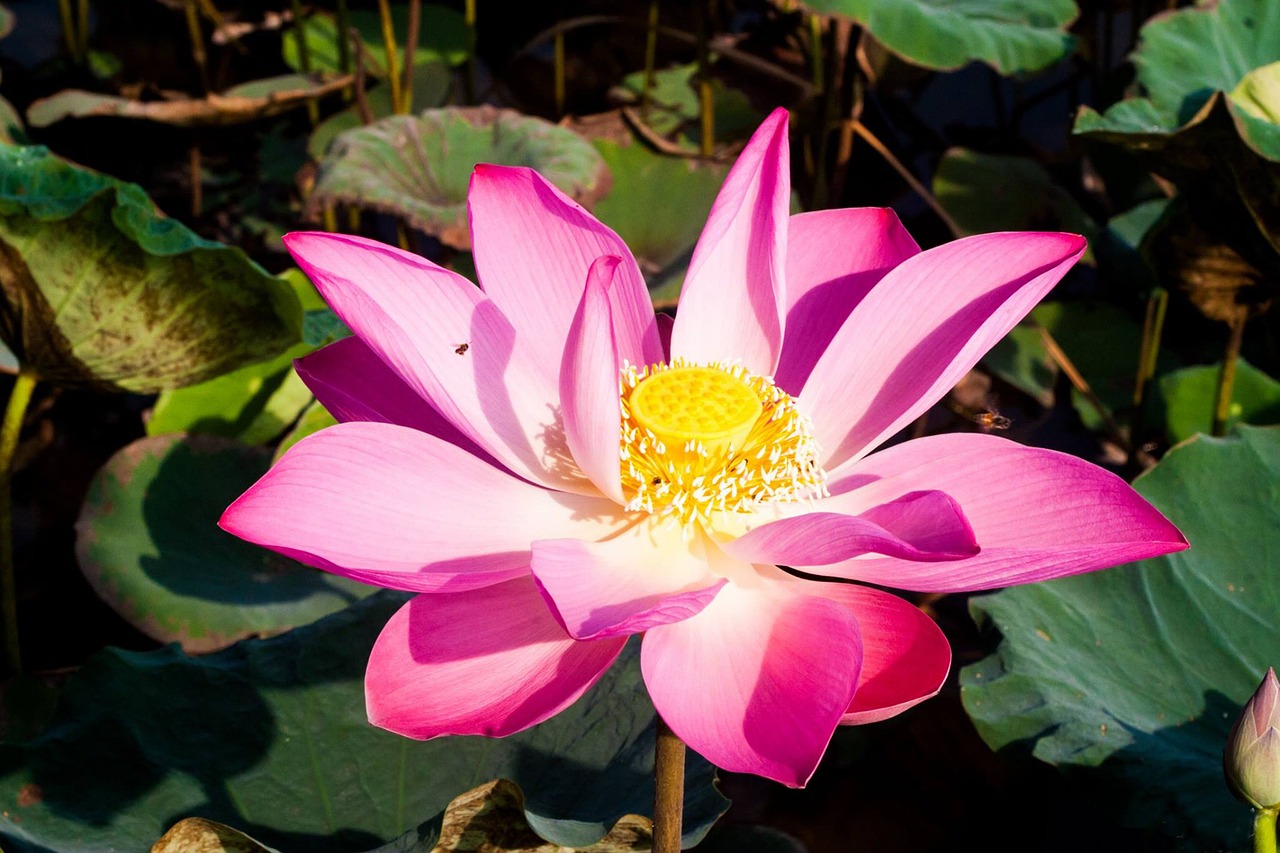 花香满诗篇——带花的诗句的魅力与影响