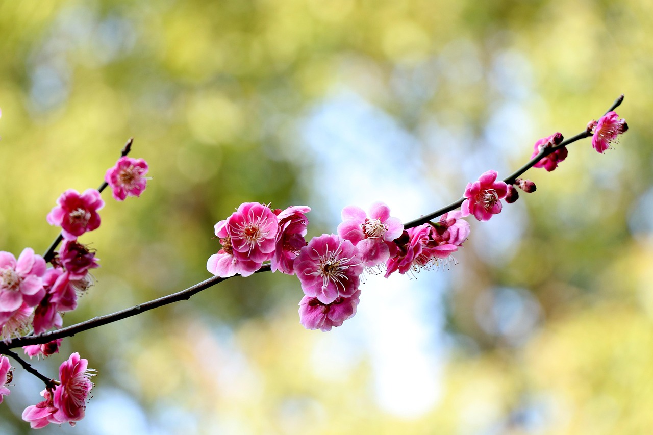 家养梅花，一抹冬日的温馨与芬芳