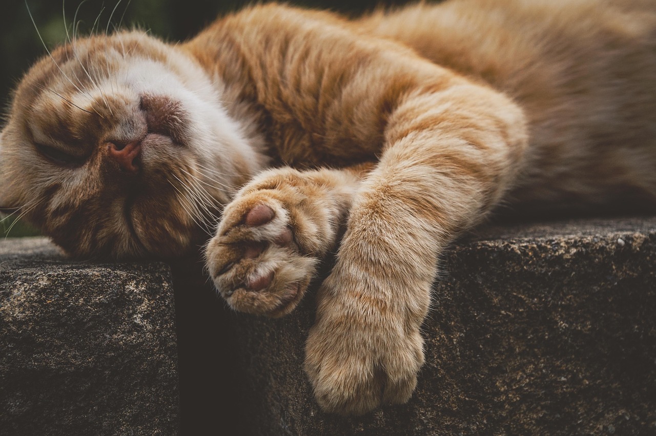猫咪老师表情与周易起名艺术的奇妙融合
