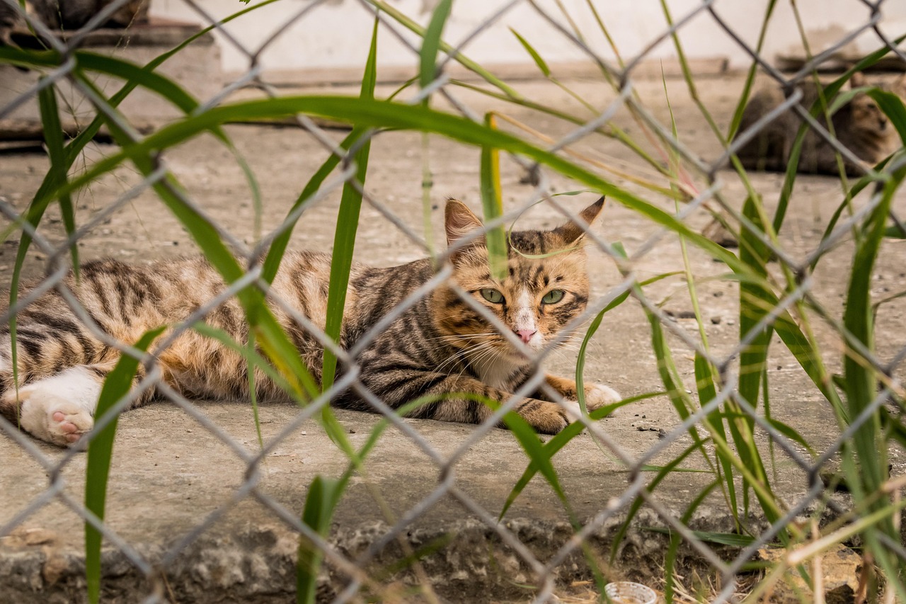 为爱猫挑选完美名字，寓意美好的女孩猫咪名字大全