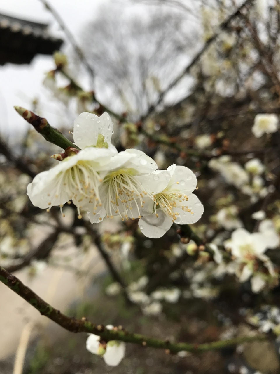 春意盎然，缅怀先人，清明节假期全解析